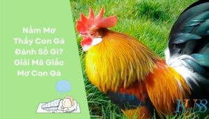 Nằm Mơ Thấy Con Gà Đánh Số Gì Giải Mã Giấc Mơ Con Gà