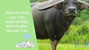 Nằm Mơ Thấy Con Trâu Đánh Số Mấy Giải Mã Giấc Mơ Con Trâu