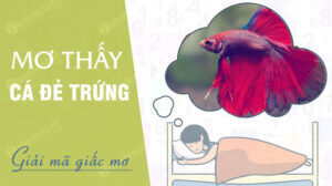 nam-mo-thay-ca-de-trung