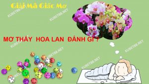 y-nghia-giac-mo-thay-hoa-lan-va-con-so-may-man-phat-tai