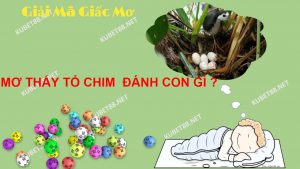 giai-ma-giac-mo-thay-to-chim-va-con-so-may-man