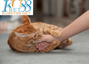 nằm mơ thấy mèo vàng đánh con gì