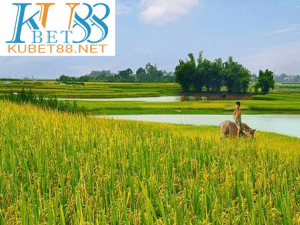 nằm mơ thấy cánh đồng lúa đánh con gì