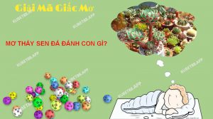 Ý nghĩa của việc mơ thấy sen đá